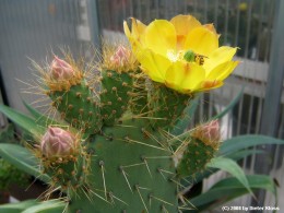 Opuntia spec.   